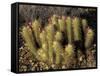 Flowering Hedgehog Cactus, Saguaro National Park, Arizona, USA-Jamie & Judy Wild-Framed Stretched Canvas