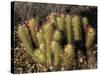 Flowering Hedgehog Cactus, Saguaro National Park, Arizona, USA-Jamie & Judy Wild-Stretched Canvas