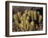 Flowering Hedgehog Cactus, Saguaro National Park, Arizona, USA-Jamie & Judy Wild-Framed Photographic Print