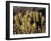 Flowering Hedgehog Cactus, Saguaro National Park, Arizona, USA-Jamie & Judy Wild-Framed Photographic Print