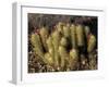 Flowering Hedgehog Cactus, Saguaro National Park, Arizona, USA-Jamie & Judy Wild-Framed Photographic Print