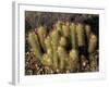 Flowering Hedgehog Cactus, Saguaro National Park, Arizona, USA-Jamie & Judy Wild-Framed Photographic Print