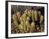 Flowering Hedgehog Cactus, Saguaro National Park, Arizona, USA-Jamie & Judy Wild-Framed Photographic Print