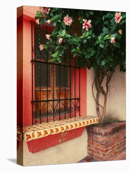 Flowering Hibiscus Near Pink Window, Puerto Vallarta, Mexico-Tom Haseltine-Stretched Canvas