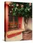 Flowering Hibiscus Near Pink Window, Puerto Vallarta, Mexico-Tom Haseltine-Stretched Canvas