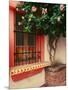 Flowering Hibiscus Near Pink Window, Puerto Vallarta, Mexico-Tom Haseltine-Mounted Premium Photographic Print