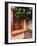 Flowering Hibiscus Near Pink Window, Puerto Vallarta, Mexico-Tom Haseltine-Framed Photographic Print