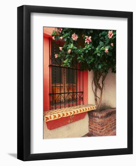 Flowering Hibiscus Near Pink Window, Puerto Vallarta, Mexico-Tom Haseltine-Framed Photographic Print