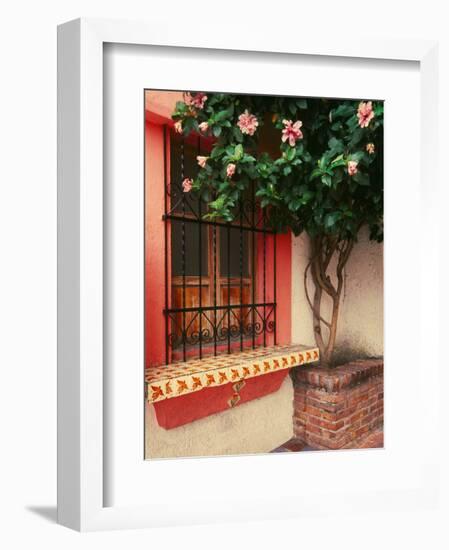 Flowering Hibiscus Near Pink Window, Puerto Vallarta, Mexico-Tom Haseltine-Framed Photographic Print