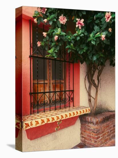 Flowering Hibiscus Near Pink Window, Puerto Vallarta, Mexico-Tom Haseltine-Stretched Canvas