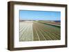 Flowering Hyacinths at A Bulbs Field of A Dutch Nursery.-Ruud Morijn-Framed Photographic Print