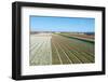 Flowering Hyacinths at A Bulbs Field of A Dutch Nursery.-Ruud Morijn-Framed Photographic Print