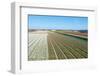 Flowering Hyacinths at A Bulbs Field of A Dutch Nursery.-Ruud Morijn-Framed Photographic Print