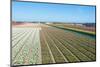 Flowering Hyacinths at A Bulbs Field of A Dutch Nursery.-Ruud Morijn-Mounted Photographic Print