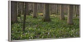 flowering larches in the Hainich National Park, Thuringia, Germany-Michael Jaeschke-Framed Photographic Print