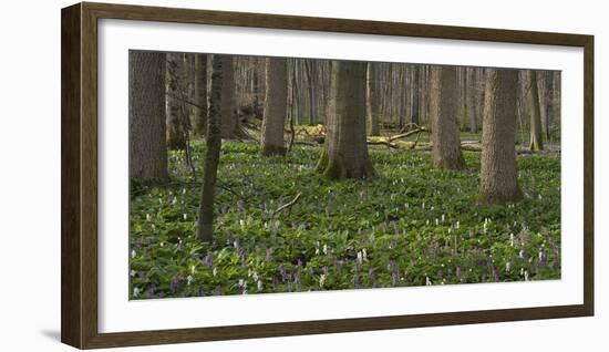 flowering larches in the Hainich National Park, Thuringia, Germany-Michael Jaeschke-Framed Photographic Print