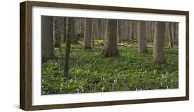 flowering larches in the Hainich National Park, Thuringia, Germany-Michael Jaeschke-Framed Photographic Print