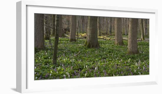 flowering larches in the Hainich National Park, Thuringia, Germany-Michael Jaeschke-Framed Photographic Print