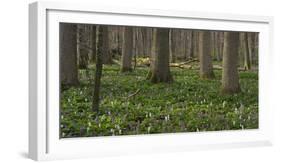 flowering larches in the Hainich National Park, Thuringia, Germany-Michael Jaeschke-Framed Photographic Print