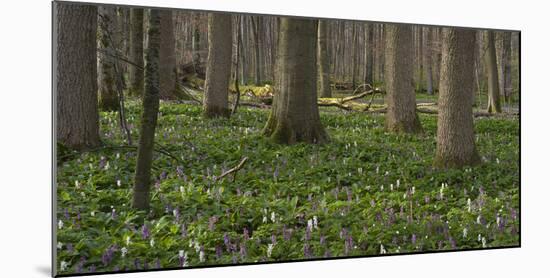 flowering larches in the Hainich National Park, Thuringia, Germany-Michael Jaeschke-Mounted Photographic Print