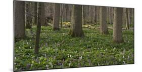 flowering larches in the Hainich National Park, Thuringia, Germany-Michael Jaeschke-Mounted Photographic Print