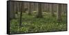 flowering larches in the Hainich National Park, Thuringia, Germany-Michael Jaeschke-Framed Stretched Canvas