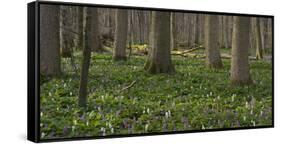 flowering larches in the Hainich National Park, Thuringia, Germany-Michael Jaeschke-Framed Stretched Canvas