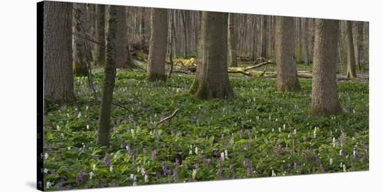 flowering larches in the Hainich National Park, Thuringia, Germany-Michael Jaeschke-Stretched Canvas