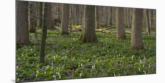 flowering larches in the Hainich National Park, Thuringia, Germany-Michael Jaeschke-Mounted Photographic Print