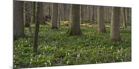 flowering larches in the Hainich National Park, Thuringia, Germany-Michael Jaeschke-Mounted Photographic Print