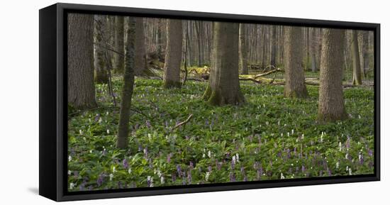 flowering larches in the Hainich National Park, Thuringia, Germany-Michael Jaeschke-Framed Stretched Canvas