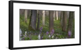 flowering larches in the Hainich National Park, Thuringia, Germany-Michael Jaeschke-Framed Photographic Print