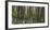 flowering larches in the Hainich National Park, Thuringia, Germany-Michael Jaeschke-Framed Photographic Print