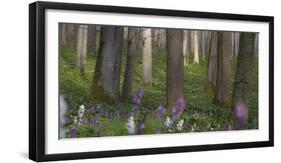 flowering larches in the Hainich National Park, Thuringia, Germany-Michael Jaeschke-Framed Photographic Print