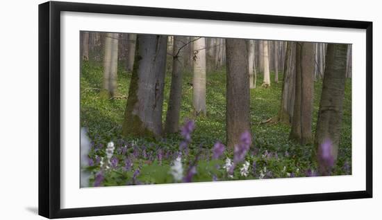 flowering larches in the Hainich National Park, Thuringia, Germany-Michael Jaeschke-Framed Photographic Print