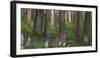 flowering larches in the Hainich National Park, Thuringia, Germany-Michael Jaeschke-Framed Photographic Print