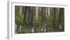 flowering larches in the Hainich National Park, Thuringia, Germany-Michael Jaeschke-Framed Photographic Print