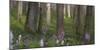flowering larches in the Hainich National Park, Thuringia, Germany-Michael Jaeschke-Mounted Photographic Print