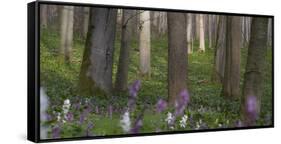 flowering larches in the Hainich National Park, Thuringia, Germany-Michael Jaeschke-Framed Stretched Canvas