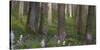 flowering larches in the Hainich National Park, Thuringia, Germany-Michael Jaeschke-Stretched Canvas