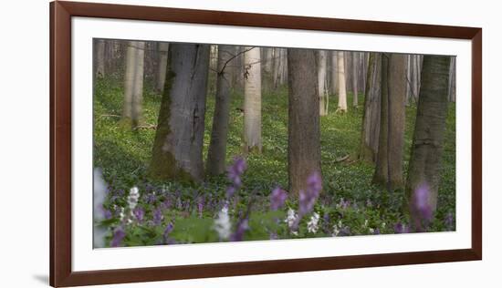 flowering larches in the Hainich National Park, Thuringia, Germany-Michael Jaeschke-Framed Photographic Print