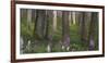 flowering larches in the Hainich National Park, Thuringia, Germany-Michael Jaeschke-Framed Photographic Print