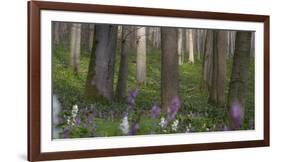 flowering larches in the Hainich National Park, Thuringia, Germany-Michael Jaeschke-Framed Photographic Print