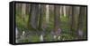 flowering larches in the Hainich National Park, Thuringia, Germany-Michael Jaeschke-Framed Stretched Canvas