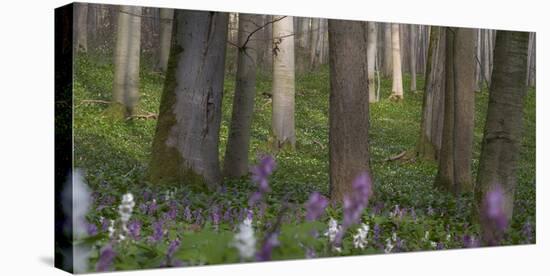 flowering larches in the Hainich National Park, Thuringia, Germany-Michael Jaeschke-Stretched Canvas