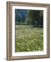 Flowering Meadow, Dandelion Clocks, Trees, Edge of the Forest-Thonig-Framed Photographic Print