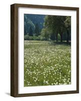 Flowering Meadow, Dandelion Clocks, Trees, Edge of the Forest-Thonig-Framed Photographic Print