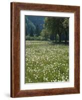 Flowering Meadow, Dandelion Clocks, Trees, Edge of the Forest-Thonig-Framed Photographic Print