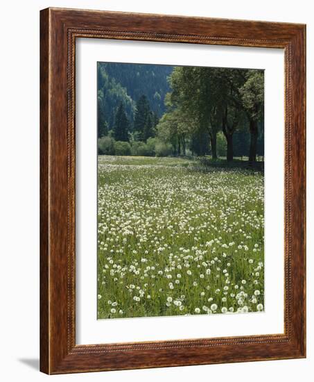 Flowering Meadow, Dandelion Clocks, Trees, Edge of the Forest-Thonig-Framed Photographic Print