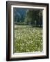 Flowering Meadow, Dandelion Clocks, Trees, Edge of the Forest-Thonig-Framed Photographic Print